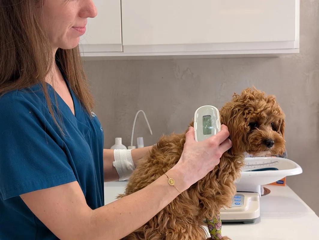 Identification des animaux de compagnie